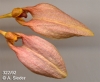 Bulbophyllum weberi  (12)